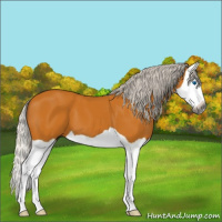 Horse Color:Gray Silver Buckskin Splash 