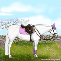 Horse Color:Gray Buckskin