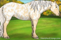 Horse Color:Silver Classic Cream Champagne Dun Appaloosa 