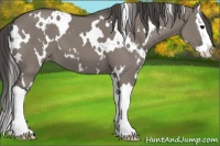 Horse Color:White Spotted Grullo Splash Varnish 