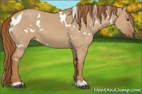Horse Color:White Spotted Red Dun 