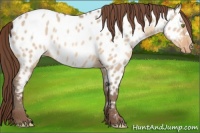 Horse Color:Amber Champagne Dun Near Leopard