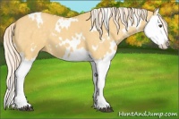 Horse Color:White Spotted Palomino Dun Splash 