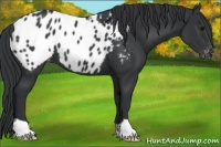 Horse Color:Black Appaloosa 