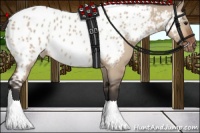 Horse Color:Brown Dun Appaloosa 