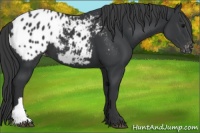 Horse Color:Black Appaloosa 