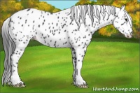 Horse Color:Black Appaloosa 