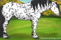 Horse Color:Black Appaloosa 