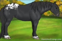 Horse Color:Black Appaloosa