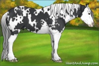 Horse Color:White Spotted Black Splash 