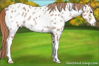 Horse Color:White Spotted Red Dun Roan Splash Appaloosa 
