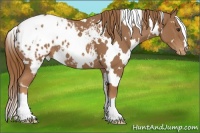Horse Color:White Spotted Chestnut Appaloosa 