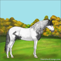 Horse Color:Blue Roan Tobiano Frame 