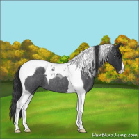 Horse Color:Blue Roan Tobiano 