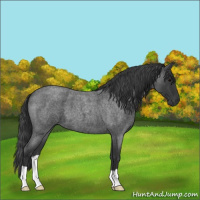 Horse Color:Blue Roan 