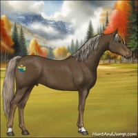 Horse Color:Chocolate Palomino Sabino 