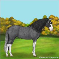 Horse Color:Blue Roan Splash 