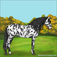 Horse Color:Blue Roan Appaloosa 