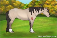 Horse Color:Sable Champagne Dun 