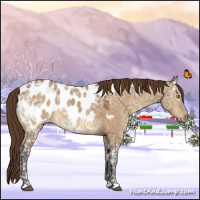 Horse Color:Buckskin Ice Dun Appaloosa