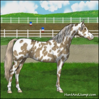 Horse Color:Chocolate Palomino Dun Mushroom Appaloosa Brindle 