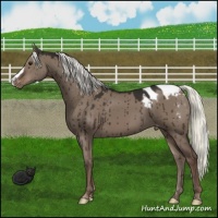 Horse Color:Liver Red Dun Mushroom Varnish Brindle 