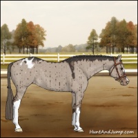 Horse Color:Liver Red Dun Mushroom Appaloosa Brindle