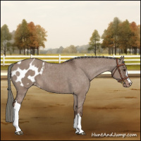 Horse Color:Liver Red Dun Mushroom Appaloosa Brindle 