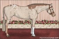 Horse Color:Red Dun Mushroom Appaloosa Brindle 