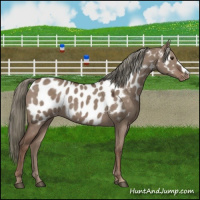 Horse Color:Liver Red Dun Mushroom Appaloosa 