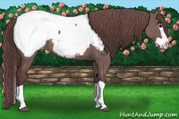 Horse Color:Chocolate Grullo Splash Snowcap Brindle 