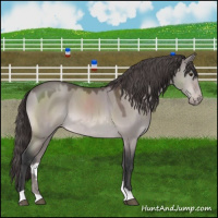 Horse Color:Platinum Bay Dun Appaloosa 
