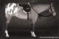 Horse Color:Platinum Brown Dun Appaloosa Brindle 