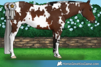 Horse Color:Gray White Spotted Bay 