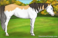 Horse Color:Buckskin Roan Splash 