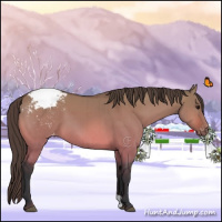 Horse Color:Bay Dun Snowcap Brindle 