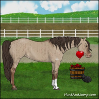 Horse Color:Liver Red Dun Appaloosa Brindle 