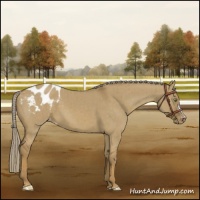 Horse Color:Chocolate Palomino Dun Mushroom Varnish Brindle 