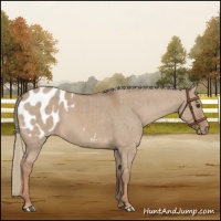 Horse Color:Red Dun Mushroom Appaloosa Brindle 