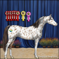 Horse Color:Bay Dun Appaloosa Rabicano 