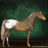 Horse Color:Chocolate Palomino Roan Appaloosa 