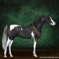 Horse Color:Liver Chestnut Sabino Splash Tobiano 
