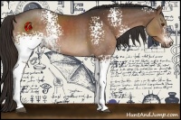 Horse Color:White Spotted Liver Chestnut 