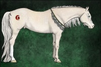 Horse Color:Cremello Mushroom Appaloosa 