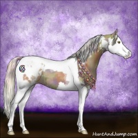 Horse Color:Nacre Chocolate Palomino Dun Splash Tobiano Appaloosa