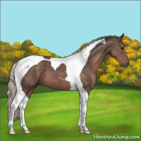 Horse Color:Silver Black Tobiano