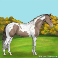 Horse Color:Classic Champagne Tobiano