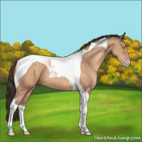 Horse Color:Sable Champagne Tobiano