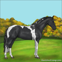 Horse Color:Black Tobiano 