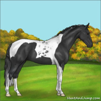 Horse Color:Black Tobiano 